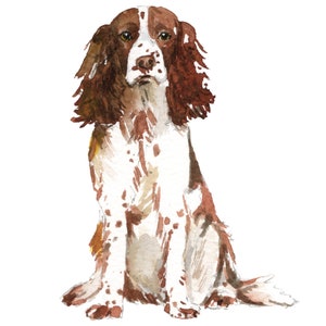 English Springer Spaniel Wall Decal (Brown and White)