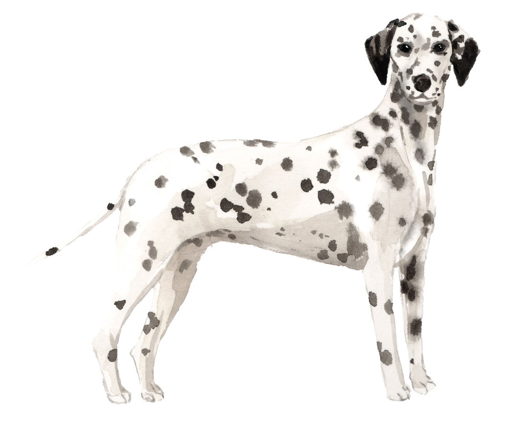 Dalmatian Dog Wall Decal Etsy
