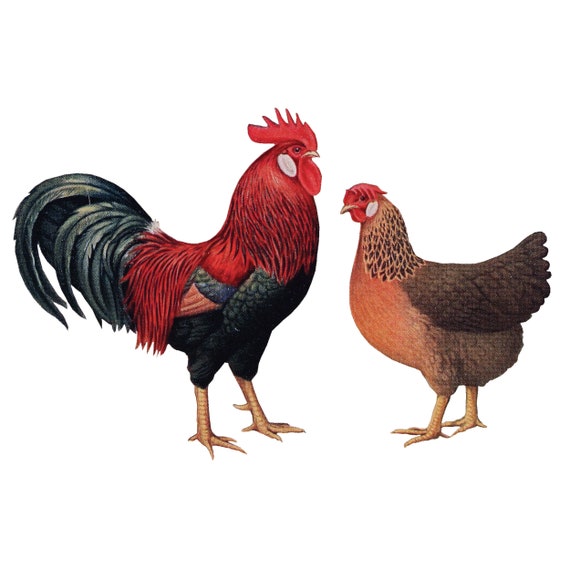 PLIGREAT 8 Pezzo Gallo Decalcomanie Della Parete Cucina Soggiorno