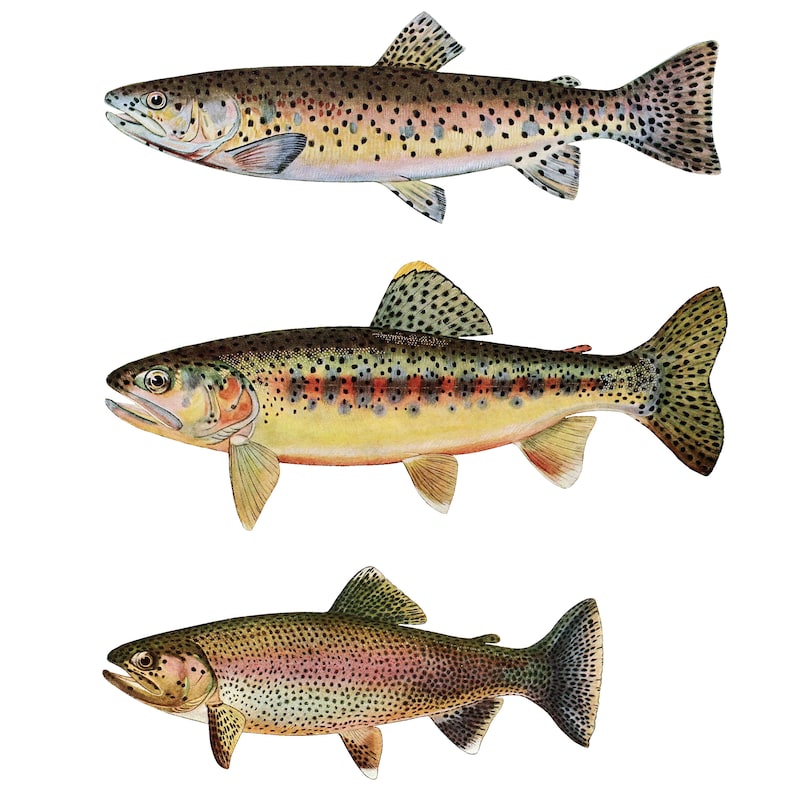 May include: Three different types of trout fish, each with a unique pattern of brown, yellow, and red spots. The fish are depicted in a realistic style, with detailed scales and fins.