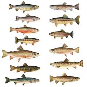 May include: A collection of ten different types of trout fish, illustrated in a vintage style. The trout are depicted in various colors, including brown, orange, and yellow, with black spots and markings. The fish are shown in profile, with their fins and tails spread out.