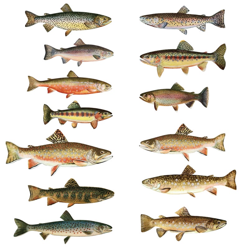 May include: A collection of ten different types of trout fish, illustrated in a vintage style. The trout are depicted in various colors, including brown, orange, and yellow, with black spots and markings. The fish are shown in profile, with their fins and tails spread out.