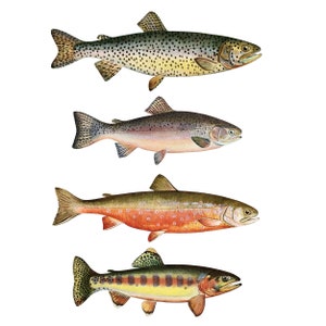 May include: Four different types of trout fish, illustrated in a vintage style. The fish are depicted in a realistic manner, with detailed markings and colors. The trout are shown in profile, with their fins and tails spread out.
