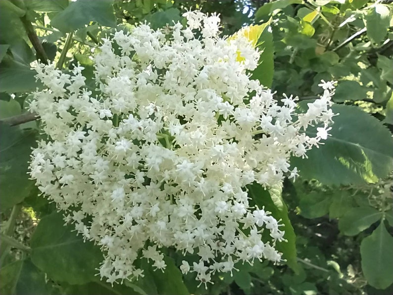 Elderflower 25 50 G. Organic Elderberry Flower Tea Dry. Etsy