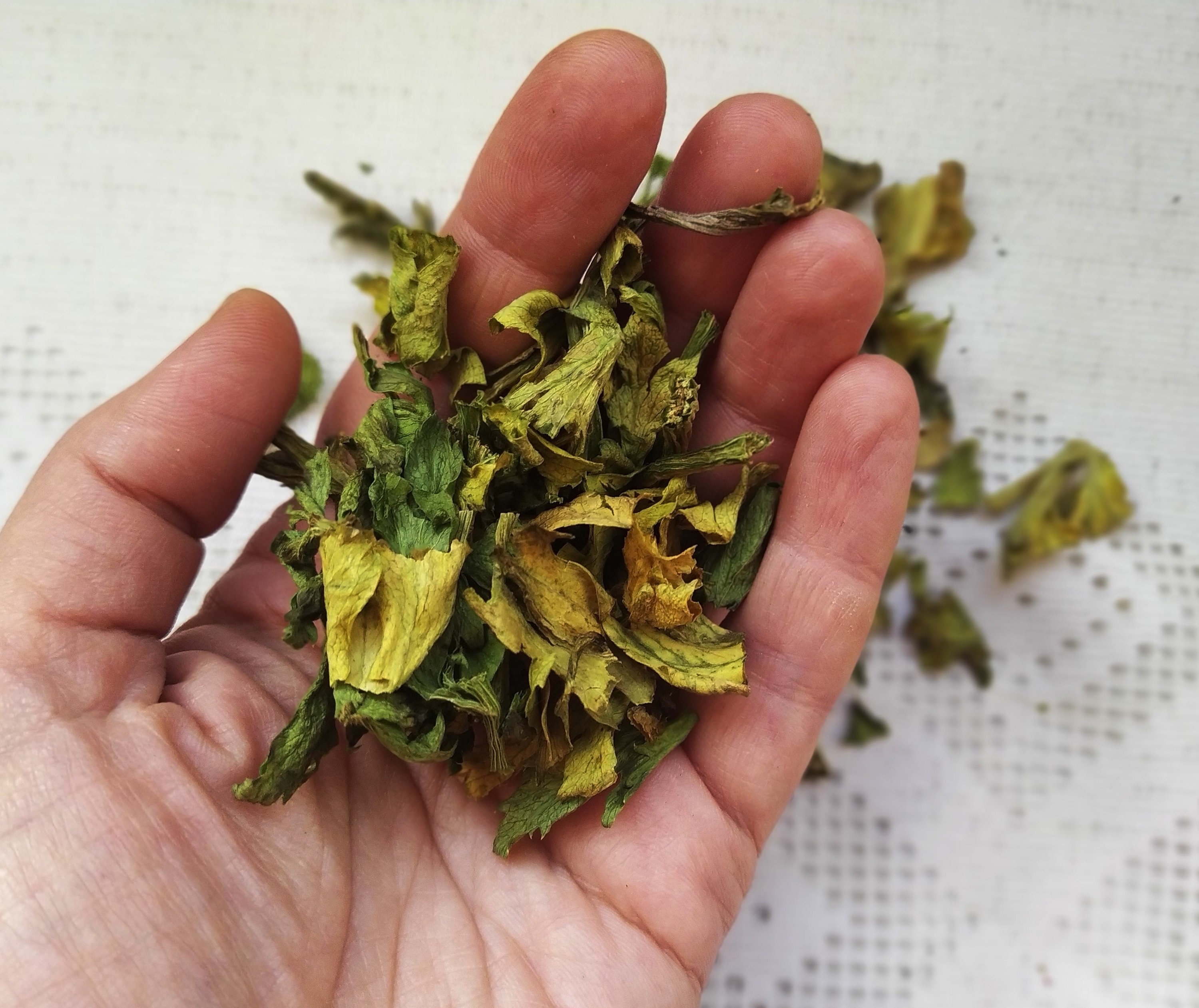 Dried Celery Leaves 10 25 or 50 g. Apium graveolens var. Etsy