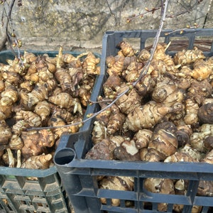 Dried Jerusalem Artichoke flakes 50, 100 g. Sunchoke, sunroots, topinambur, earth apple chips. Organic, home grown. Helianthus tuberosus image 10