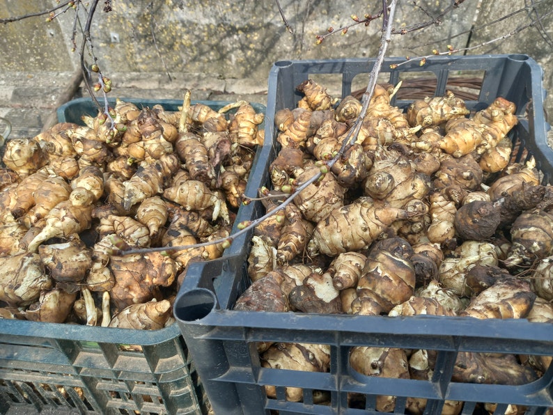 Dried Jerusalem Artichoke flakes 50, 100 g. Sunchoke, sunroots, topinambur, earth apple chips. Organic, home grown. Helianthus tuberosus image 10