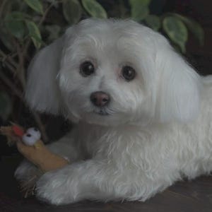 Maltese Dog Needle felted Sculpture Pet replica Custom pet figurine Pet loss memorial Personalized pet art Realistic ooak Wool art toys