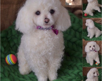 Toy Poodle Artist Needle Felted Dog Sculpture Memory pet Portrait Sculpture of your pet Dog replica dog wool animal