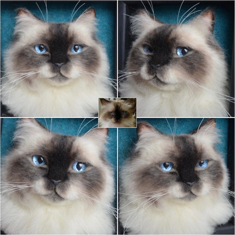 Pode incluir: Uma colagem de quatro imagens com um gato branco e cinza com olhos azuis. O gato &eacute; da ra&ccedil;a Ragdoll e &eacute; mostrado em diferentes poses.