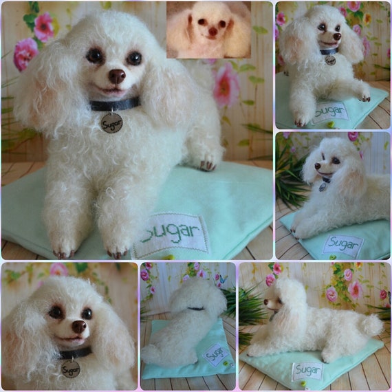 Apricot teacup poodle 2025