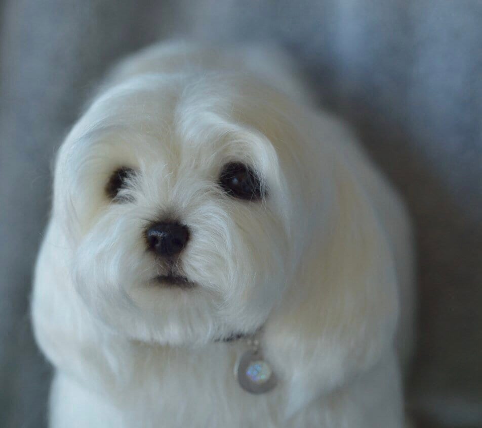 Custom Needle Felted Maltese Dog Sculpture, Pet Memorial Replica