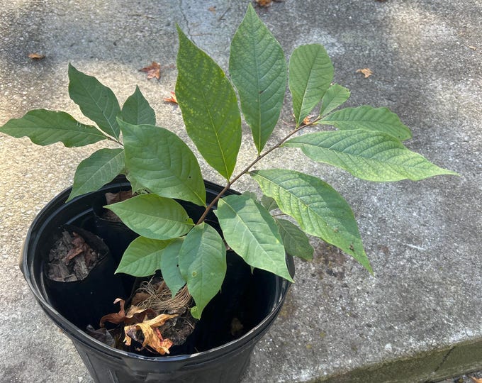 Paw Paw Tree Seedlings - Orchard Grown, Requires Pollination - Etsy