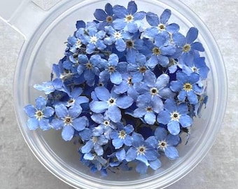 Dried Forget Me Nots 100pcs, Small 3D Blue Dried Flowers for Resin Art