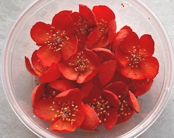 Dried Jasmine Flower 15 pcs: Orange Real Floral Supplies for Resin Art