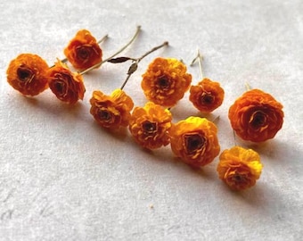 Dried Yellow Ranunculus Flowers 10 pcs: Real Bloom for Resin Art Craft