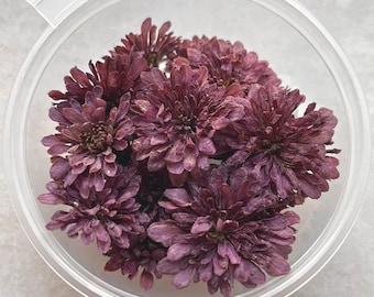Dried Flowers for Epoxy Resin: Wine Red Chrysanthemum 20 pcs, Dried Wildflowers
