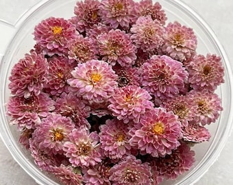 Dried Pink Chrysanthemum Flowers - Resin Art Supplies (80pcs)