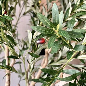 Pu&ograve; includere: Un albero di ulivo artificiale con rami sottili e strutturati e numerose foglie appuntite di due tonalit&agrave; di verde. Piccole olive ovali di colore nero violaceo sono sparse tra il fogliame denso e stratificato, attaccate a steli sottili.