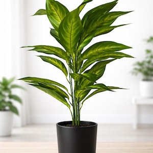 Puede incluir: Una planta en maceta con hojas verdes vibrantes y detalles amarillos. La planta está en una maceta negra elegante, sobre una superficie de madera clara. El fondo es blanco neutro, creando un ambiente limpio.