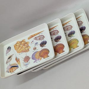 May include: A set of four rectangular white trays nested together, each featuring a detailed illustration of various seashells in shades of brown, yellow, purple, and orange, with small black text labels identifying each shell species.