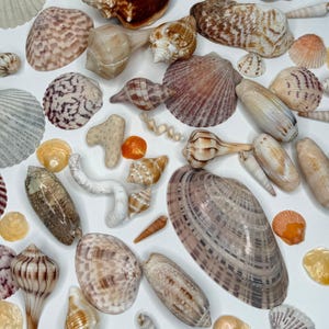 May include: A collection of various seashells in shades of white, tan, brown, and orange. The assortment includes conch shells, scallop shells, and other unique shapes and sizes. Some shells have intricate patterns and textures, creating a diverse display.