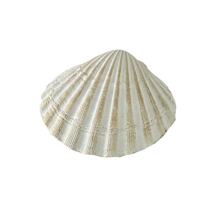May include: A white scallop seashell with vertical tan stripes. The shell has a ridged texture and a scalloped edge. The image is set against a white background, highlighting the natural beauty of the shell. This decorative item is perfect for coastal decor.