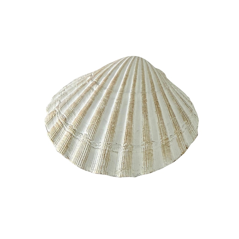 May include: A white scallop seashell with vertical tan stripes. The shell has a ridged texture and a scalloped edge. The image is set against a white background, highlighting the natural beauty of the shell. This decorative item is perfect for coastal decor.