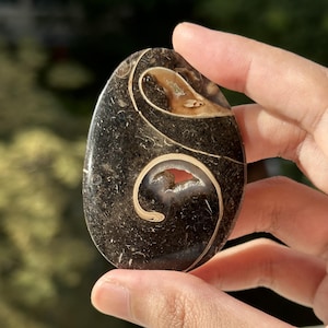 May include: A polished, oval-shaped dark brown stone featuring intricate, swirling cream-coloured fossilised patterns and a small, central hollow cavity lined with tiny, sparkling crystals, showcasing natural geological textures.