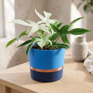 May include: A Philodendron Florida Ghost plant with variegated white and green leaves potted in a cylindrical container. The pot features a bright blue upper section, a dark navy blue lower section, and a thin metallic copper band.