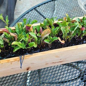 Trough Planter | Window Box - Cedar 20" x 6.5" x 5.5"