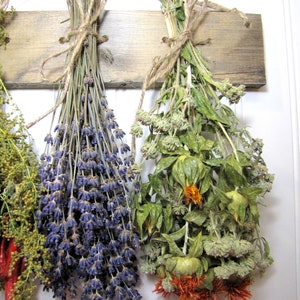 May include: Three bundles of dried herbs hanging from a wooden board. The bundle on the left is lavender, the middle bundle is a mix of herbs, and the bundle on the right is a mix of herbs with orange flowers.