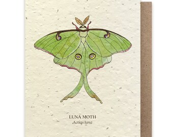 Luna Moth Greeting Card Or Lunar Moth Card Of Moth Art Giclee Art Collectibles Dalasmaker Se