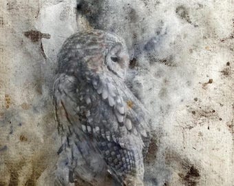 Impresión artística de búho leonado: ilustración de aves del bosque en acuarela