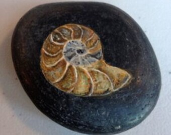 Ammonite Fossil Hand Painted on Black Stone