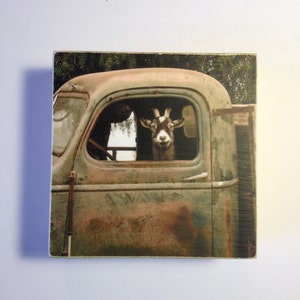 Funny Goat Photo,Truck Driver Goat,Farm Animals Pics,Country Home Gift,Goat Art,Animal Photography,Wall Art,Digital Print on 4x4 wood Panel image 1
