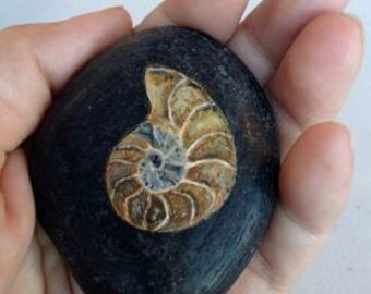 Hand-Painted Ammonite Fossil Pebble Stone, Acrylic Art, Home Decor Gift