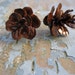 see more listings in the Pine Cones section