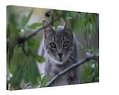 Leinwand  „Gümüş“ – Straßenkatze aus Izmir| Cat Canvas| Precious Paw Patrons