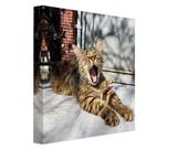 Katzen Leinwand „Philip“ – Straßenkatze Istanbul | Precious Paw Patrons