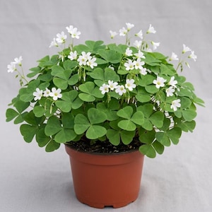 Deep Planting Pots - Etsy