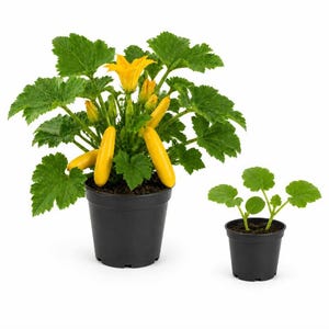 May include: A large yellow squash plant with vibrant green leaves and bright yellow blossoms growing in a black plastic pot, accompanied by a smaller, younger squash seedling in a separate, smaller black plastic pot against a white background.