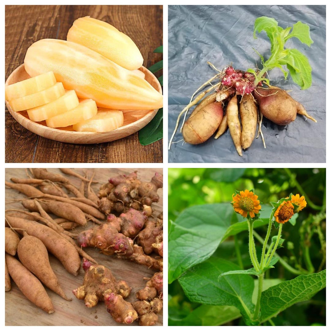 Yacon Root Live for Growing Outdoor, Ground Apple Yacon Root Live ...