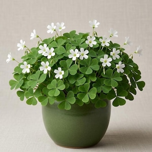 Set 2 Deep Shade Oxalis Shamrock Live Plant 3 Inch Pot, Deep Green Leaves, Oxalis Triangularis, Easy Care Houseplant