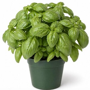 2 Plants Per Pot Basil Italian Leaf Live Plants, Live Sweet Basil Plants, Basil Plant 4 Inc Tall for Garden in 4" Pot (No Ship CA)