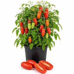 2 San Marzano Tomato Plants Per Pot, Live Tomato Seedlings 3-5 Inches Tall, Heirloom Paste Tomato Garden Starter, Easy Grow Vegetable Plant