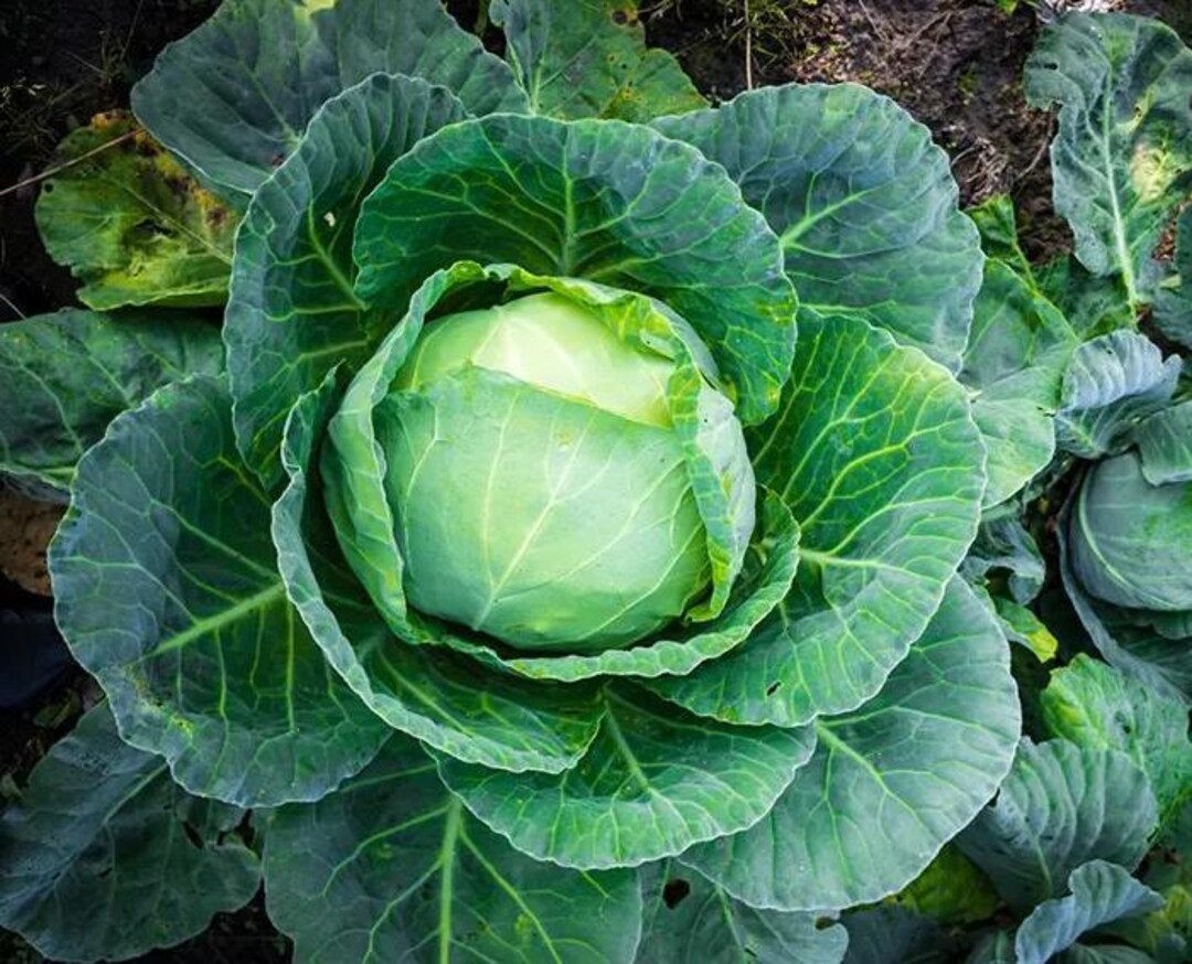3 Cabbage Live Plants, Cold Hardy Cabbage Vegetable Plants for Indoor ...