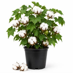 May include: A potted cotton plant with vibrant green leaves and multiple fluffy white cotton bolls blooming from the branches. The plant is housed in a plain black plastic pot, and two additional loose cotton bolls rest on the surface nearby.