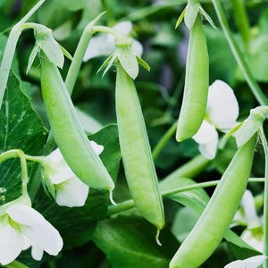 May include: Close-up of fresh green pea pods with white flowers and green leaves. The pods are long and slender, with a smooth texture. The flowers are small and delicate, with white petals. The leaves are a vibrant green color.