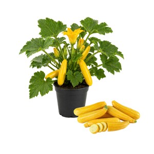 May include: A potted zucchini plant with bright yellow zucchini fruits and yellow flowers. The plant has large green leaves and is in a black pot. Several whole and sliced zucchini are arranged beside the plant on a white background.